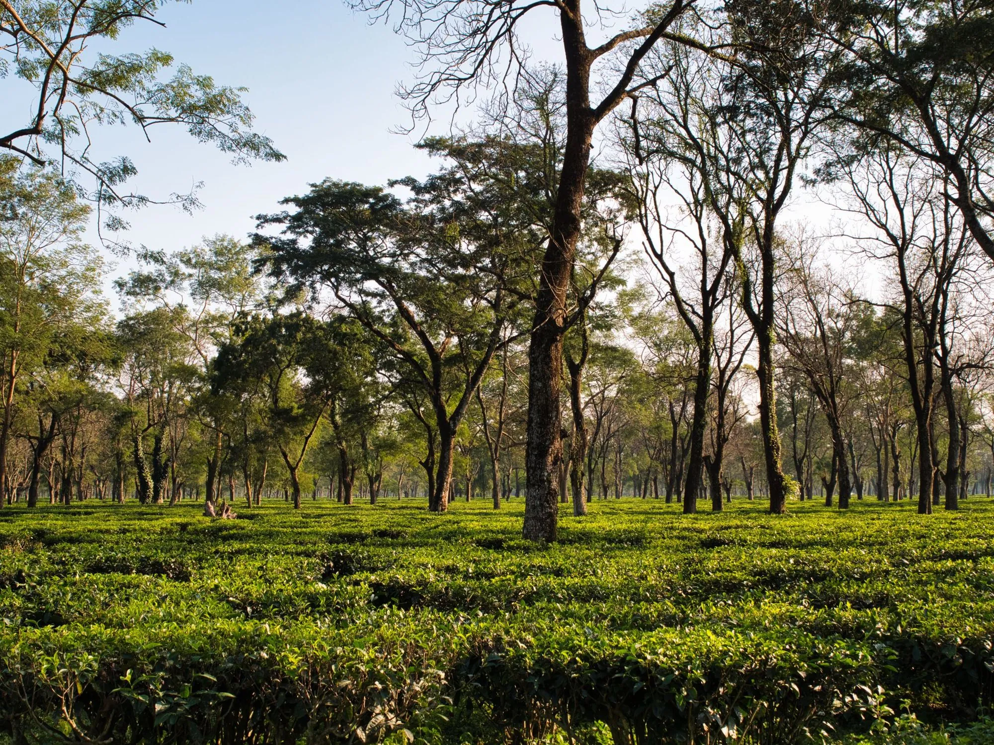 A tea garden in Assam